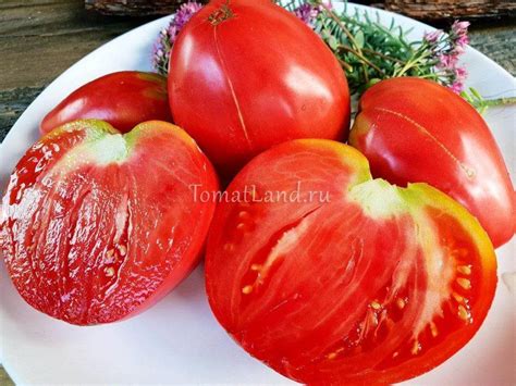 Томат Сердце Ангелины: отзывы, фото, урожайность