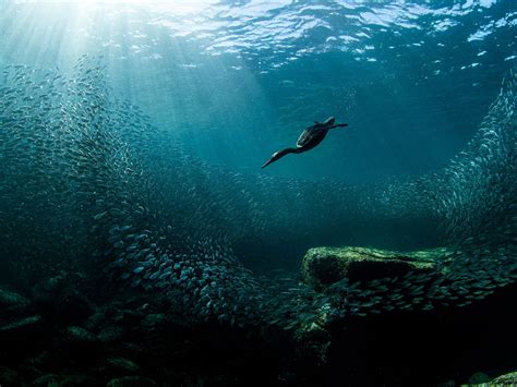 Best Underwater Photography Techniques at Oscar Loveless blog