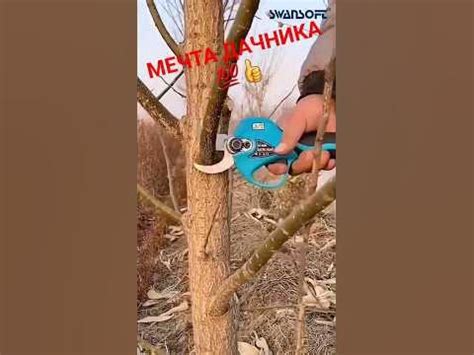 МЕЧТА ДАЧНИКА ☝️ #tiktok #shorts - YouTube