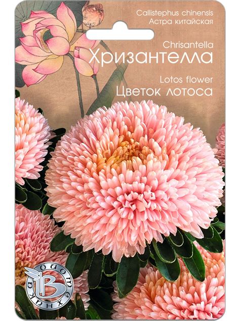 Хризантелла астра цветов (76 фото)
