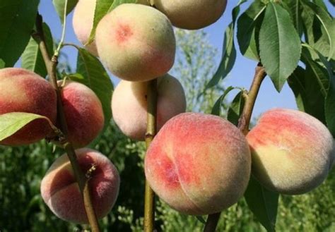Білий лебідь - Саджанці сім'ї Бойко