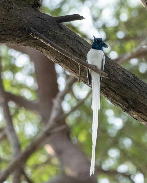 Asian Paradise Flycatcher, Jamnagar, India. Seeing my previous post