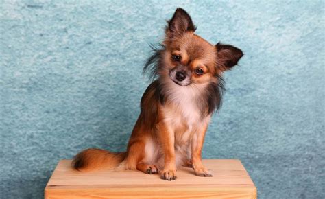 Unlocking the Chihuahua: A Closer Look at This Ancient and Dynamic ...