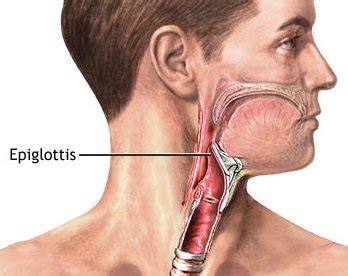 Epiglottis - Definition, Function, Location, Pictures and Problems