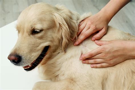 Lyme Disease In Dogs