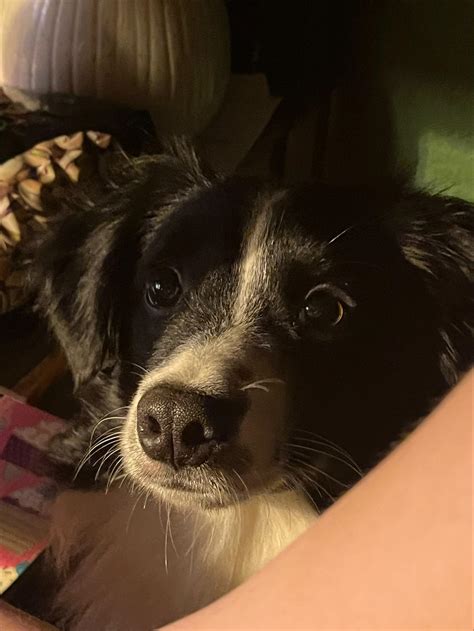 It’s your Packer Pet of the Week! – The Tooter