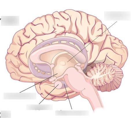 chapter  subcortical structures diagram diagram quizlet