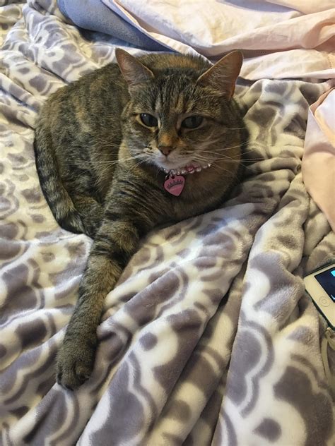 I woke her up too early. : r/cats