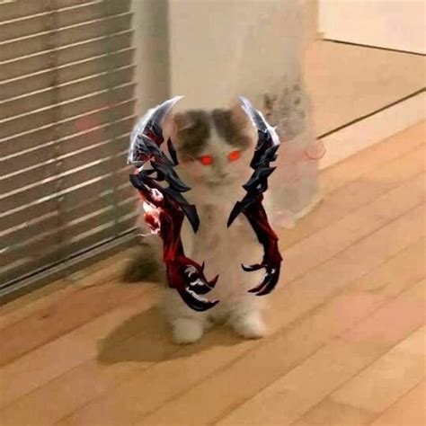 Zxc cat – Artofit