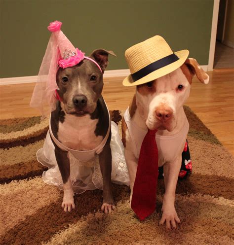 Funny Costumes For Pitbulls