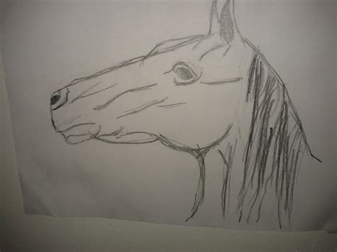 une tête de cheval
