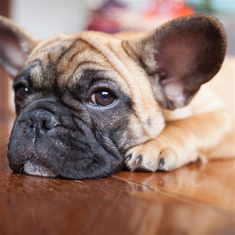 Die Franzosische Bulldogge Eine Starke Personlich 1