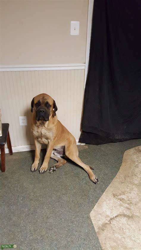 Memorial - ENGLISH MASTIFF - Breed Your Dog