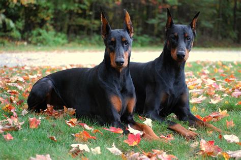 Doberman Pinscher - My Doggy Rocks