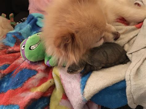 My babies fighting over their favorite toy 💚 : r/turtle