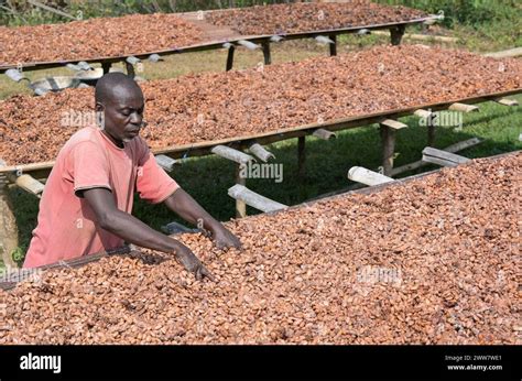 ghana eastern region nkawkaw cocoa farm harvest  processing