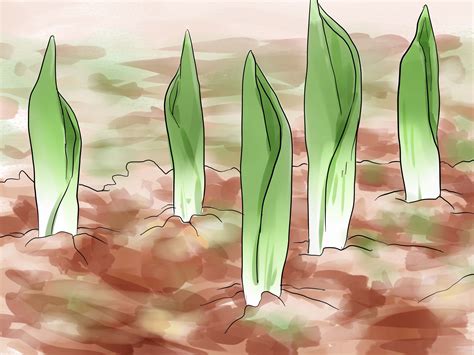 When To Plant Tulip Bulbs In Northern Virginia at Eva Howse blog