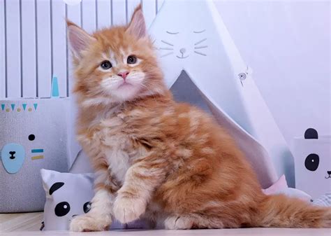 Купить котенка мейн кун - fridmancats