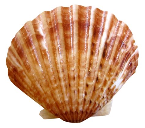 Shell PNG Transparent Background Images | pngteam.com