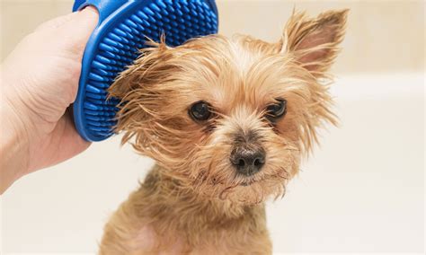 how to cut dog's hair 1