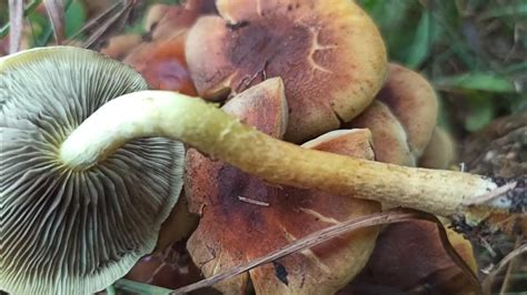 Ложноопенок серно-желтый (Hypholoma fasciculare) - YouTube