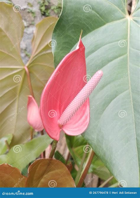 A Very Beautiful Flower Plant with Pink Flowers Stock Photo - Image of