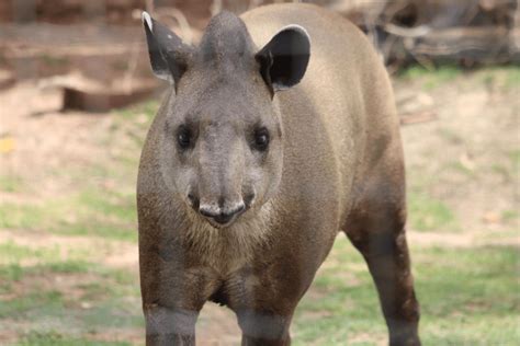 Dia Mundial da Anta: conheça mais sobre esse animal icônico e por que ...