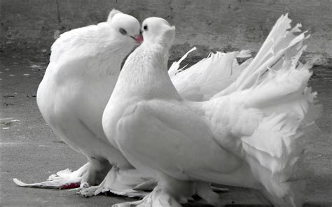 Pigeon Wallpapers - Wallpaper Cave