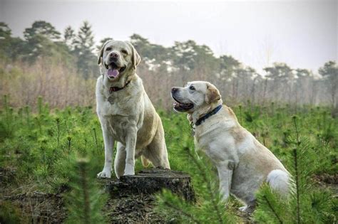 difference  labrador  labrador retriever labrador loving souls