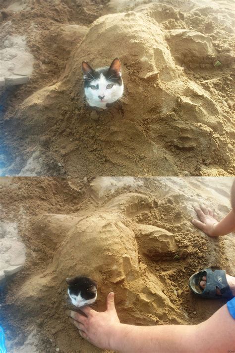 Котопаха | Пикабу