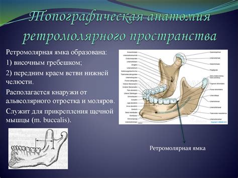 Абсцессы ретромолярного пространства, ВИЧ-инфекция - презентация онлайн