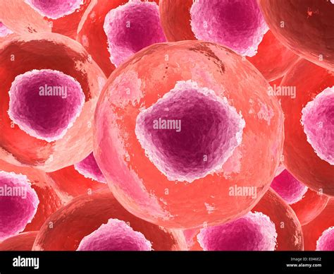 Animal Cell Microscope Picture