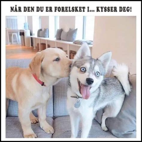 Morsomme bilder av dyr | Vitser og Gåter