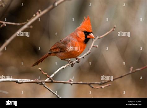 The Northern Cardinal (Cardinalis cardinalis) is a North American bird ...