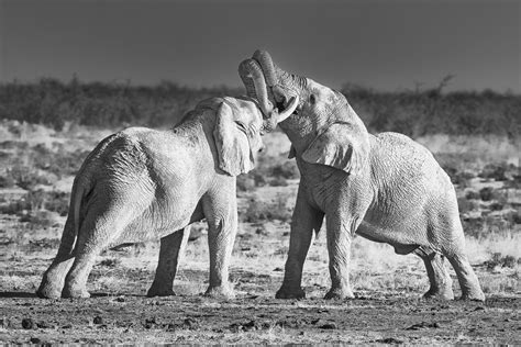 African Elephant Bulls Fight • Black & White Wildlife Fine Art Print