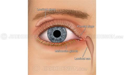 Lacrimal Puncta | ubicaciondepersonas.cdmx.gob.mx