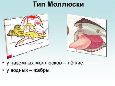 Эволюция дыхательной системы - презентация онлайн