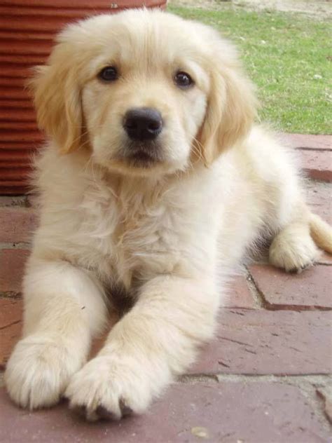 Recklessly: Golden Retriever Fluffy Golden Retriever Puppy Pictures