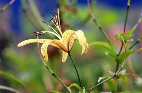 Yellow Lily Wild - Free photo on Pixabay - Pixabay
