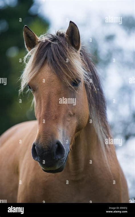 Konik hi-res stock photography and images - Alamy