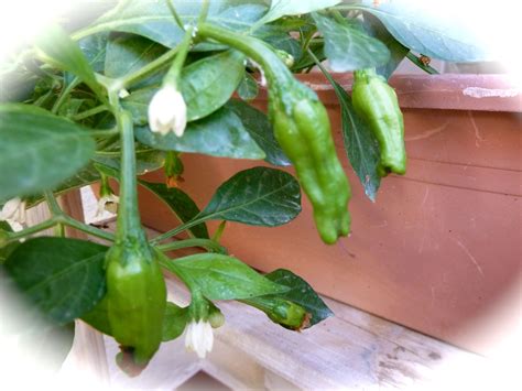 Growing Green Peppers and Shisito Peppers in a Potted Plant