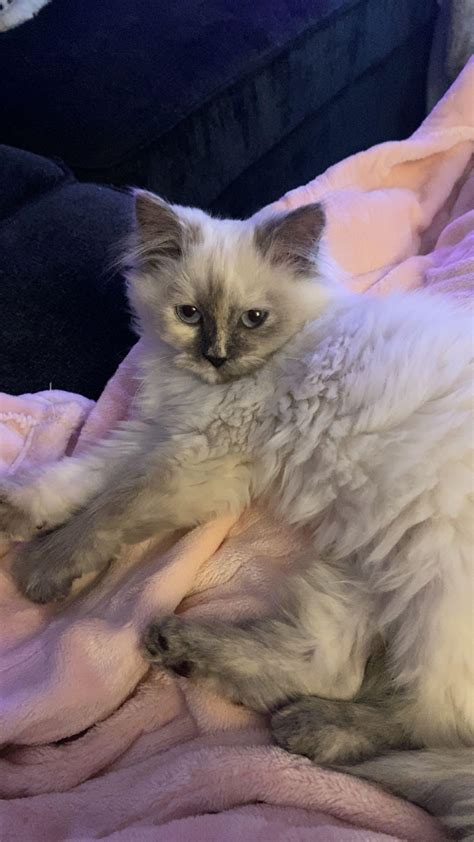 Meet Doja the cat! I wish my own eyes were blue : r/SupermodelCats