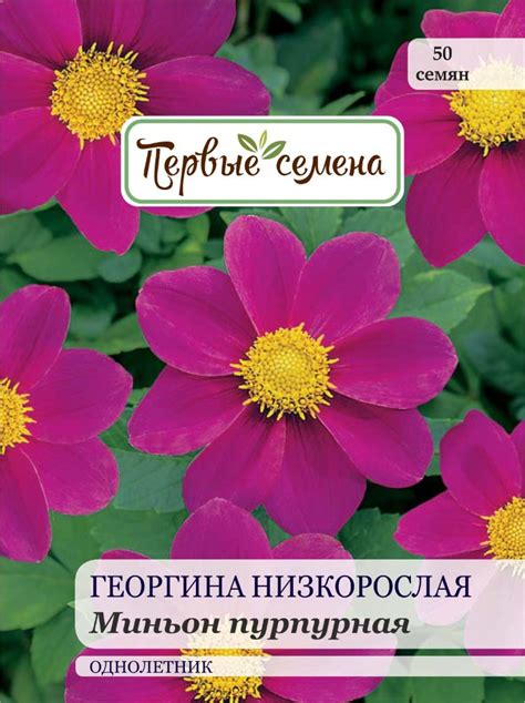 Купить семена Георгина низкорослая Миньон пурпурная в магазине Первые ...