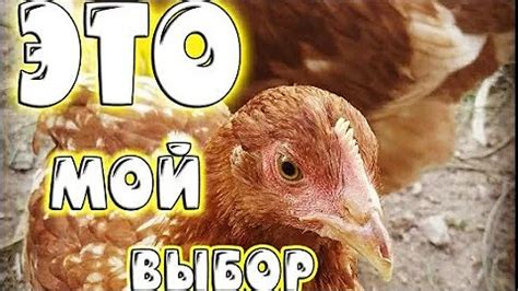 Что такое Эриприм? Ответов на вопрос: 21