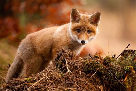 Super Cute Baby Foxes