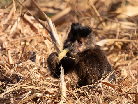 Capuchin monkey | BirdForum