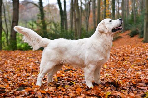 golden retriever breed colors