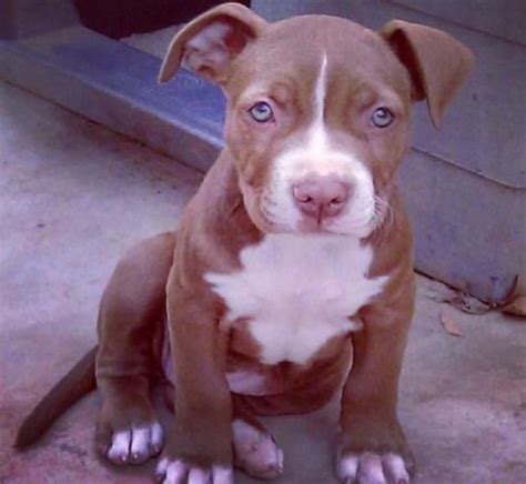 red nose pitbull terrier puppies