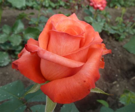Купить саженцы роз сорта Wow rose. Чайно-гибридная роза Вау | PLANTE.md