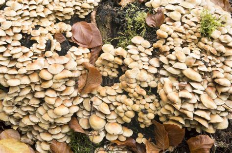Hypholoma Fasciculare Mushrooms Stock Image - Image of nature ...